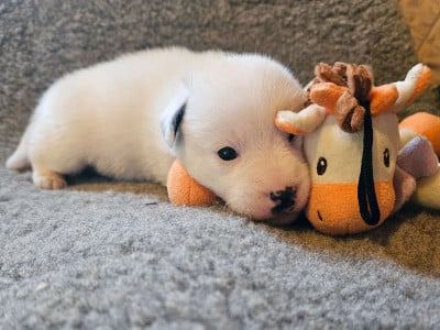 Les chiots de Jack Russell Terrier