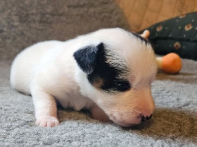 Les chiots de Jack Russell Terrier
