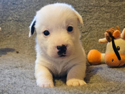 Les chiots de Jack Russell Terrier