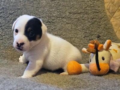 Les chiots de Jack Russell Terrier
