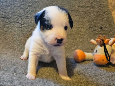Les chiots de Jack Russell Terrier