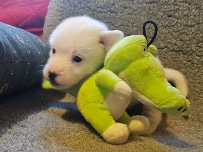 Les chiots de Jack Russell Terrier