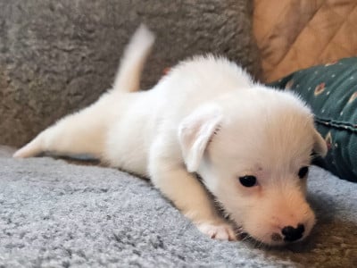 Les chiots de Jack Russell Terrier