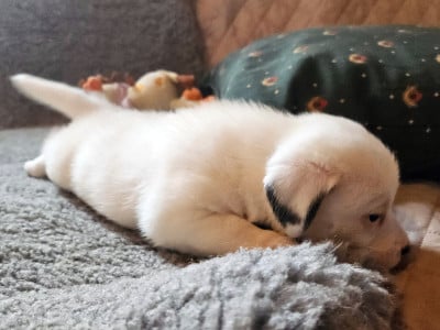 Les chiots de Jack Russell Terrier