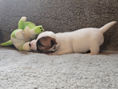 Les chiots de Jack Russell Terrier