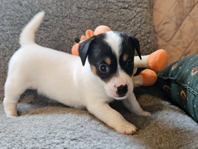 Les chiots de Jack Russell Terrier