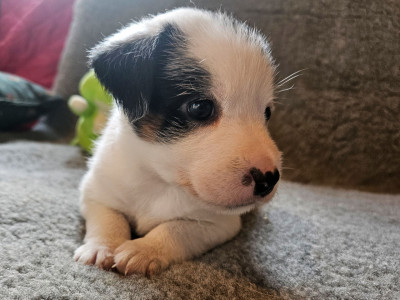 Les chiots de Jack Russell Terrier
