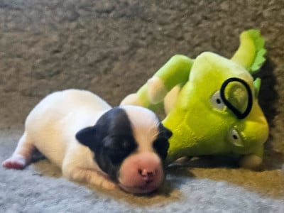 Les chiots de Jack Russell Terrier