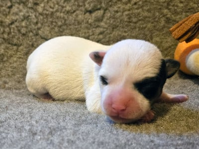 Les chiots de Jack Russell Terrier
