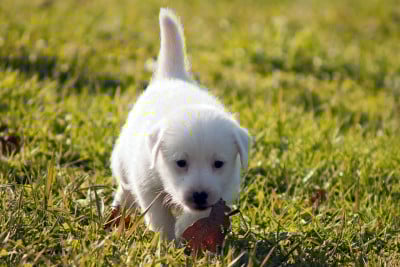 Les chiots de Jack Russell Terrier