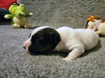 Les chiots de Jack Russell Terrier