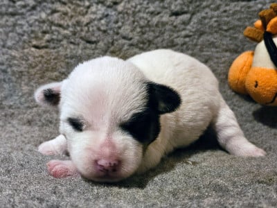 Les chiots de Jack Russell Terrier