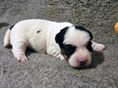 Les chiots de Jack Russell Terrier