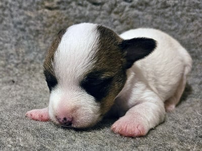 Les chiots de Jack Russell Terrier