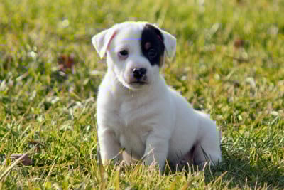 Les chiots de Jack Russell Terrier