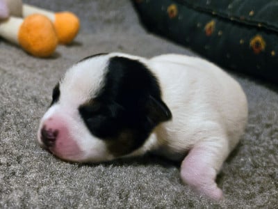 Parson Russell Terrier