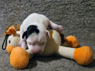 Les chiots de Parson Russell Terrier