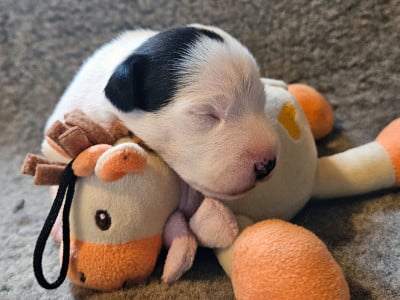 Les chiots de Parson Russell Terrier