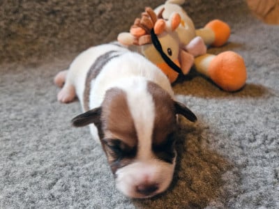 Les chiots de Parson Russell Terrier