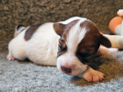Les chiots de Parson Russell Terrier