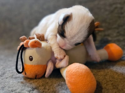 Les chiots de Parson Russell Terrier