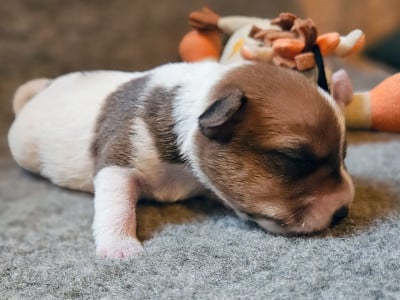 Les chiots de Parson Russell Terrier