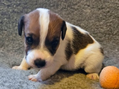 Les chiots de Parson Russell Terrier