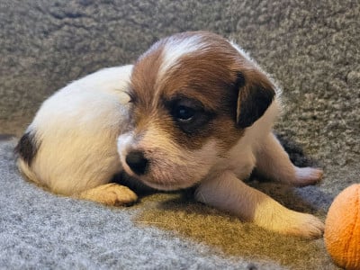Les chiots de Parson Russell Terrier