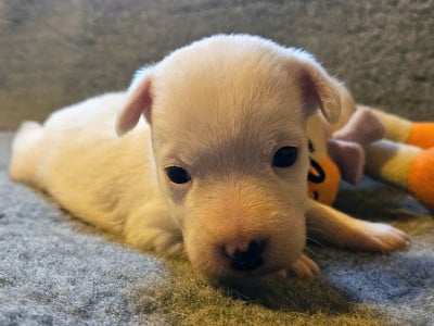 Les chiots de Parson Russell Terrier