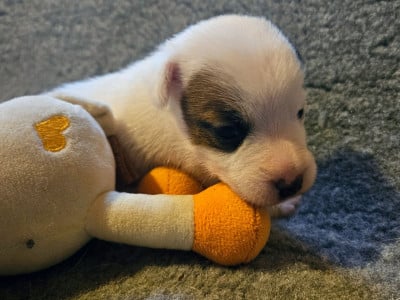 Les chiots de Parson Russell Terrier