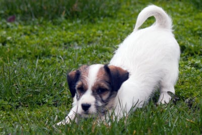 Les chiots de Jack Russell Terrier