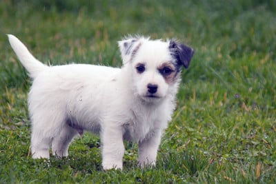 Les chiots de Jack Russell Terrier