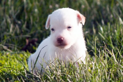 Les chiots de Parson Russell Terrier