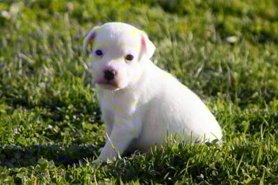 Les chiots de Parson Russell Terrier