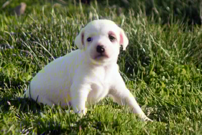Les chiots de Parson Russell Terrier