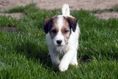 Les chiots de Jack Russell Terrier