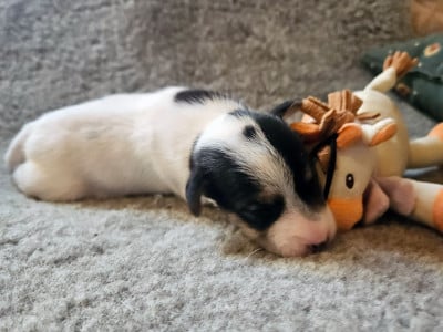 Les chiots de Parson Russell Terrier