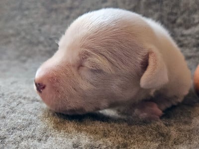 Les chiots de Parson Russell Terrier