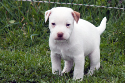 Les chiots de Parson Russell Terrier