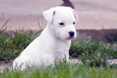 Les chiots de Parson Russell Terrier