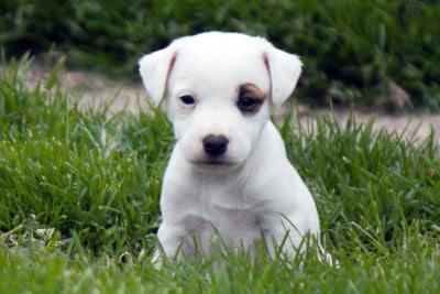 Les chiots de Parson Russell Terrier