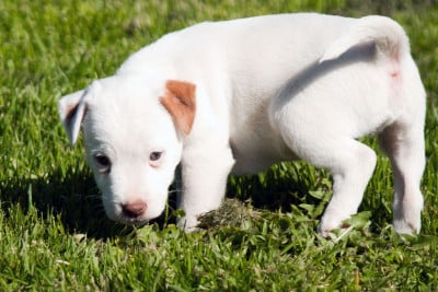 Les chiots de Parson Russell Terrier