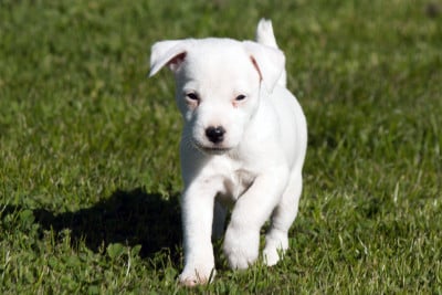 Les chiots de Parson Russell Terrier
