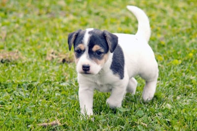 Les chiots de Parson Russell Terrier