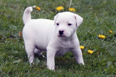 Les chiots de Parson Russell Terrier
