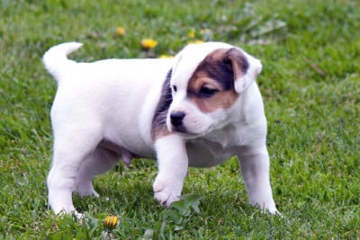 Les chiots de Parson Russell Terrier