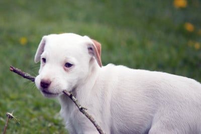 Les chiots de Parson Russell Terrier