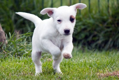Les chiots de Parson Russell Terrier