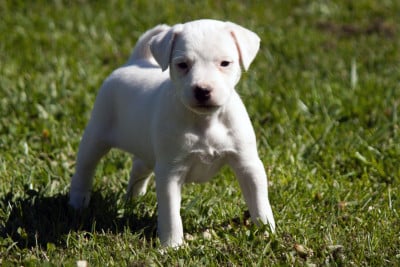 Les chiots de Parson Russell Terrier