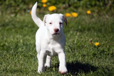 Les chiots de Parson Russell Terrier